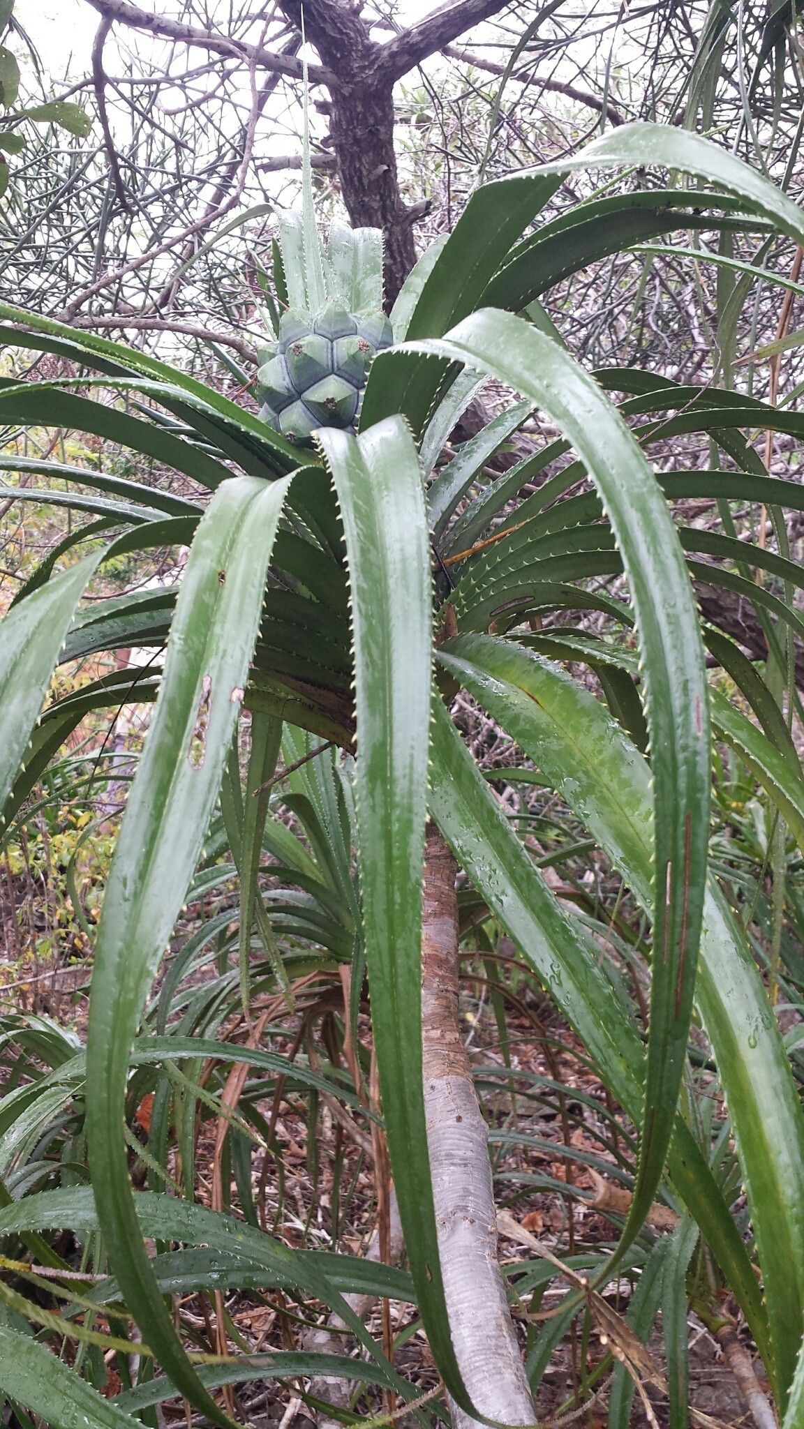 Pandanus analamerensis habit