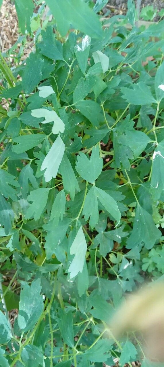 Aquilegia chrysantha leaf