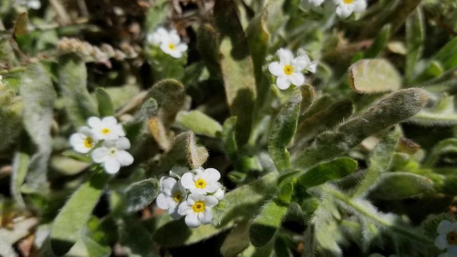 Plagiobothrys mollis — houseplant care guide