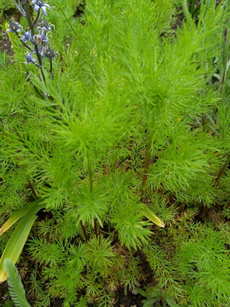 Hyacinthoides cedretorum leaf