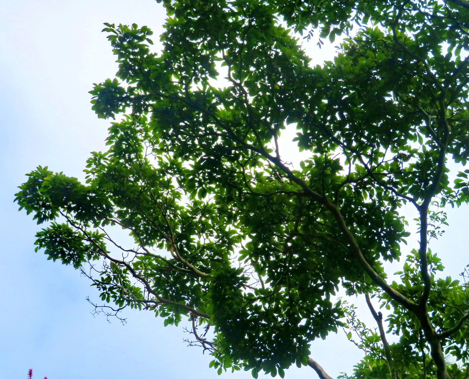 Terminalia kuhlmannii habit
