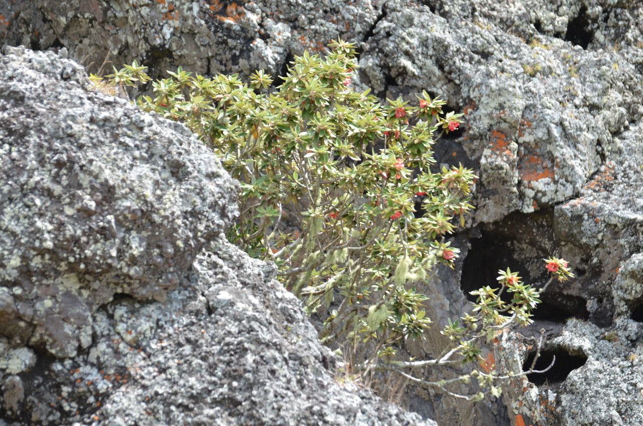 Ruizia boutoniana habit