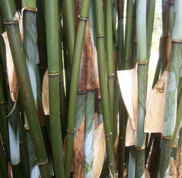 Borinda lushuiensis bark