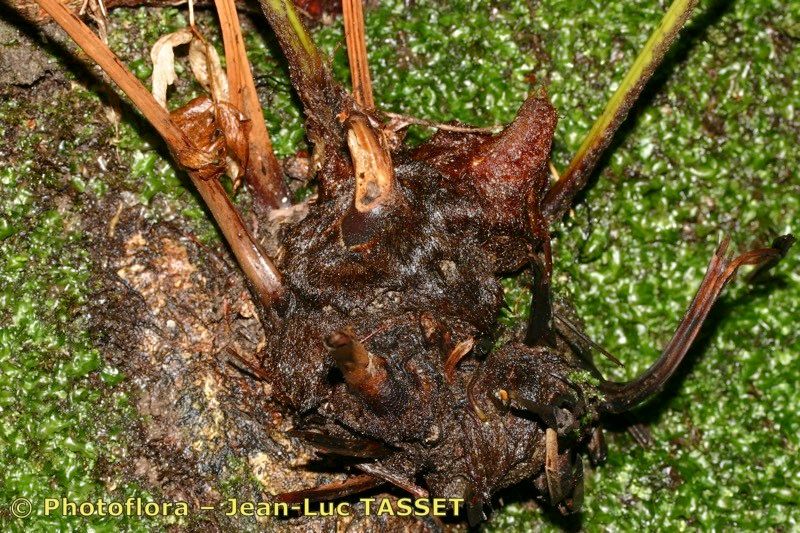 Culcita macrocarpa bark