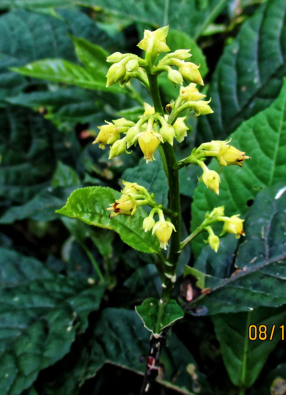 Rinorea dentata habit