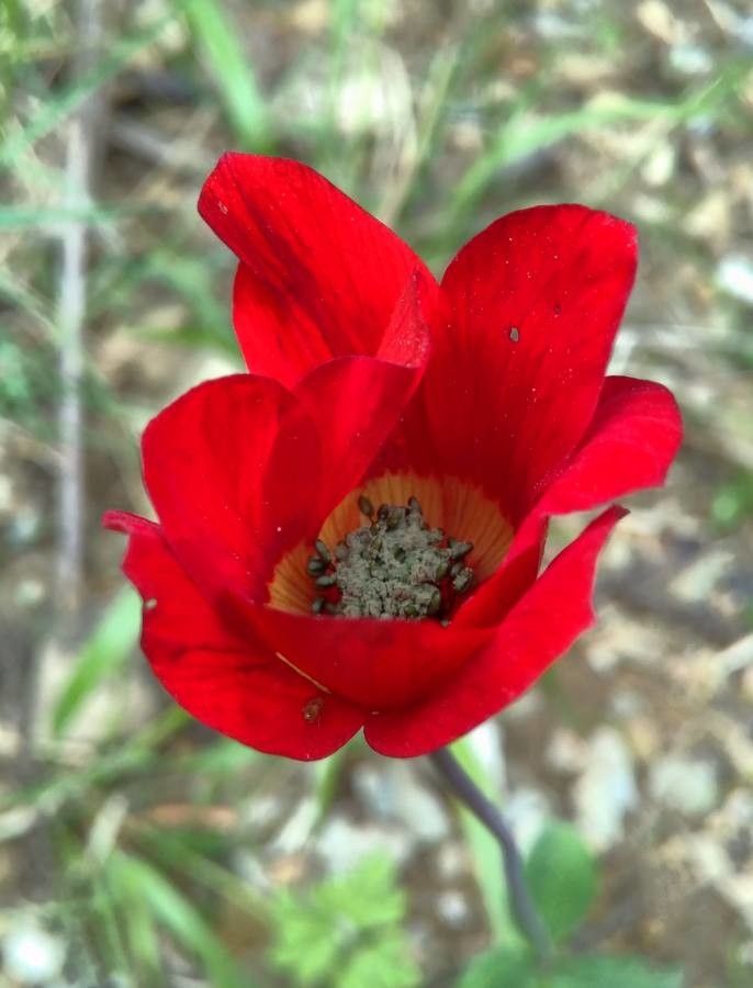 Tulipa hageri flower