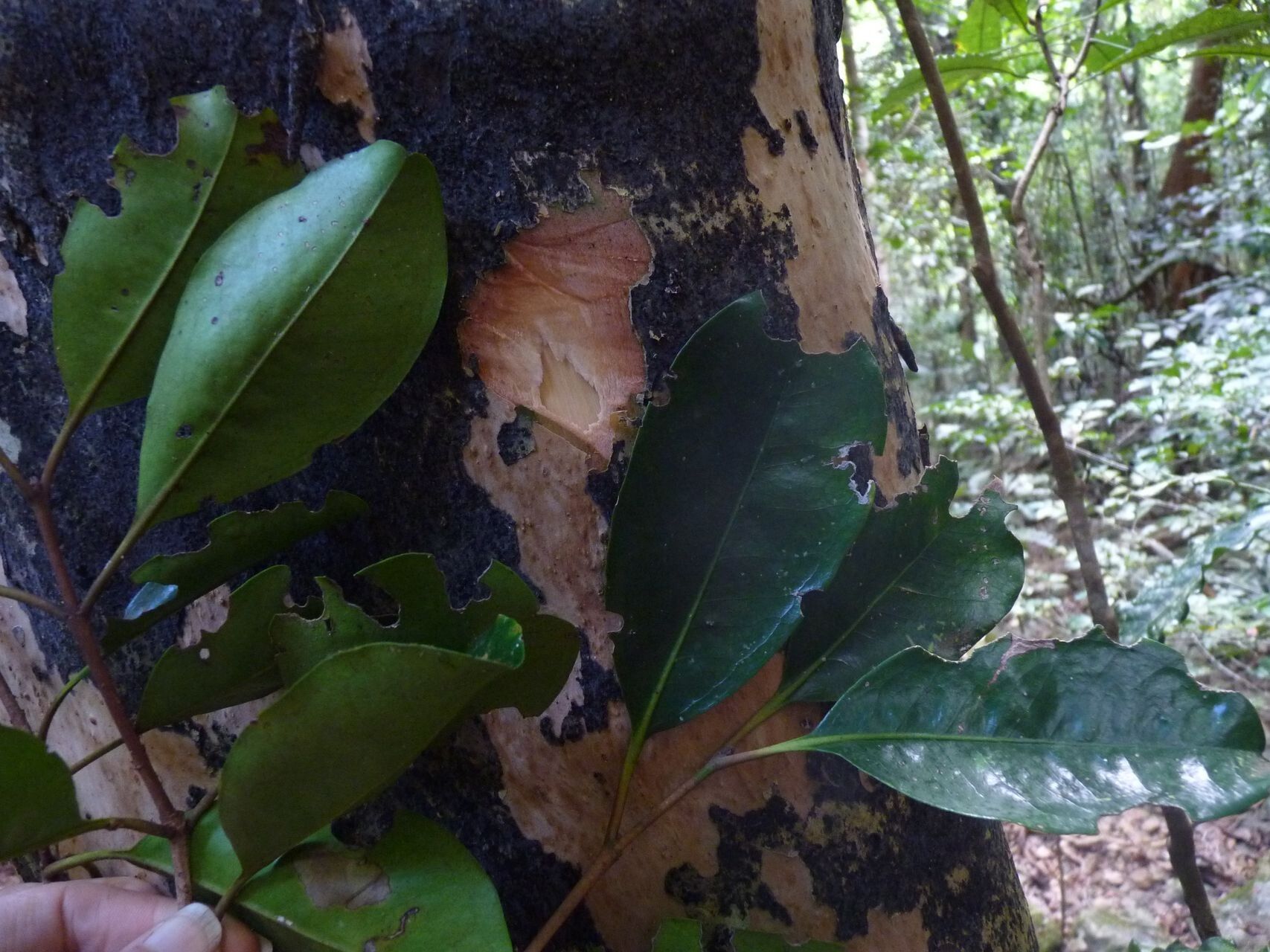 Eugenia ovigera bark