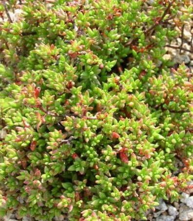 Crassula biplanata habit