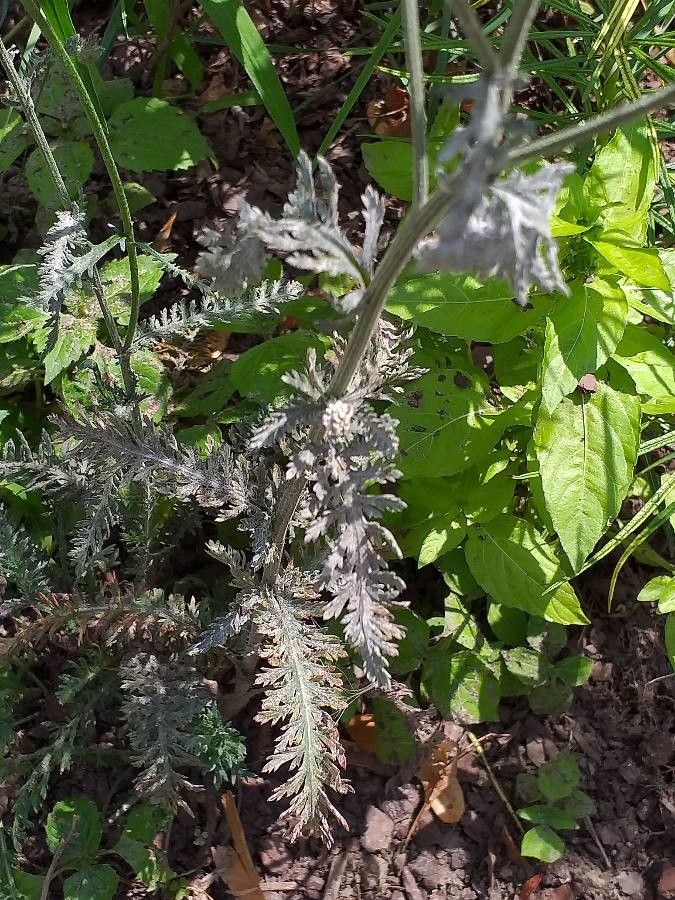 Achillea clypeolata — search result for 'Achillea'