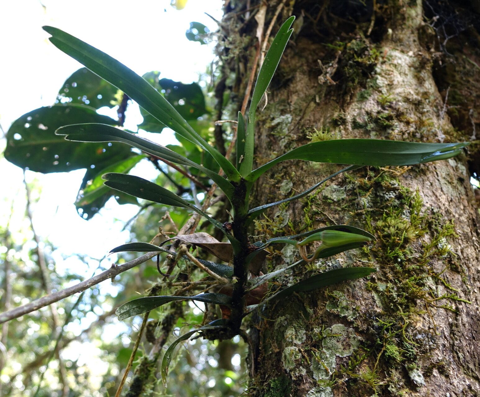 Angraecum viguieri — houseplant care guide