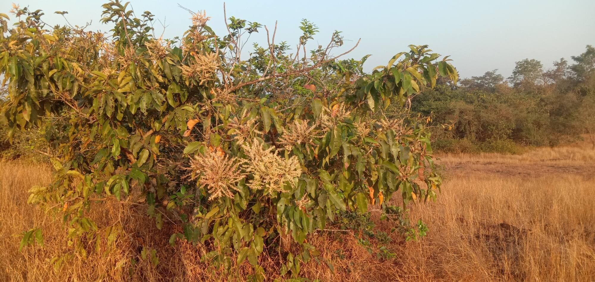 Terminalia paniculata habit