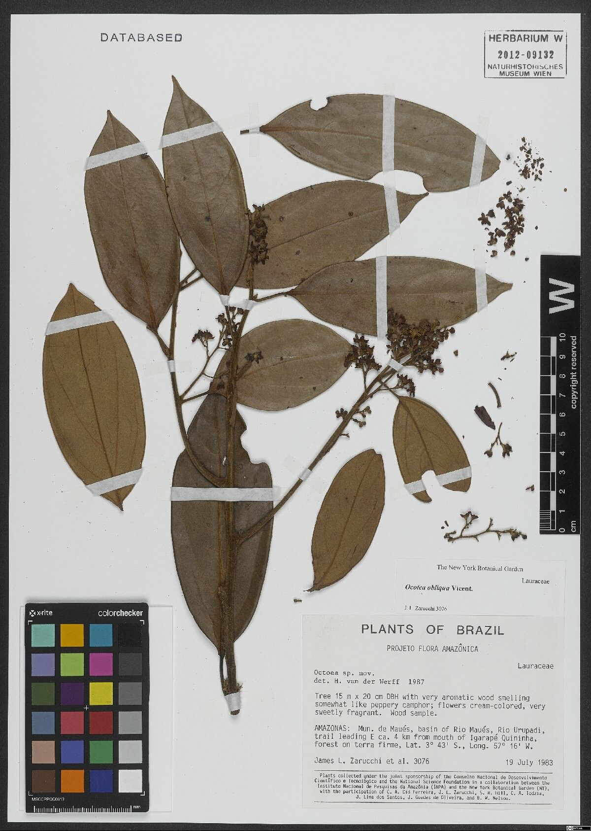 Ocotea obliqua habit