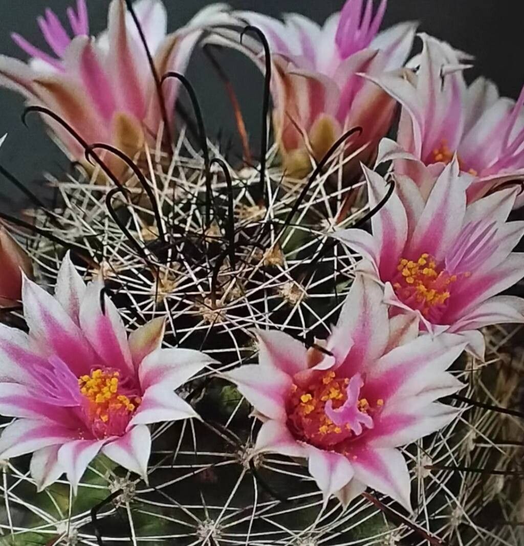 Cochemiea mainiae flower