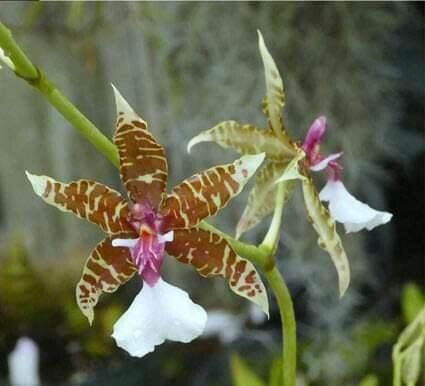Oncidium hastilabium — search result for 'Oncidium'