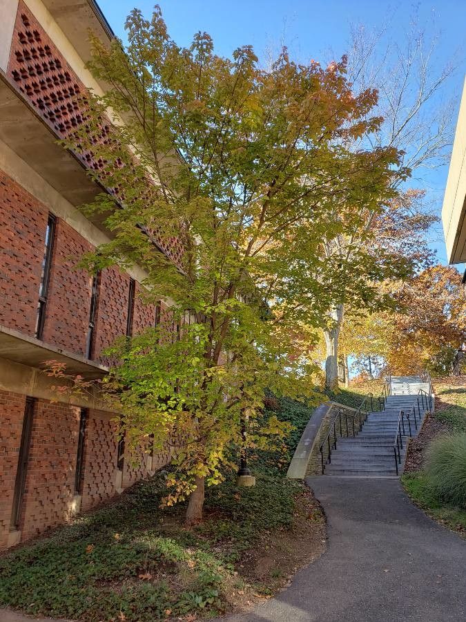 Acer maximowiczianum habit