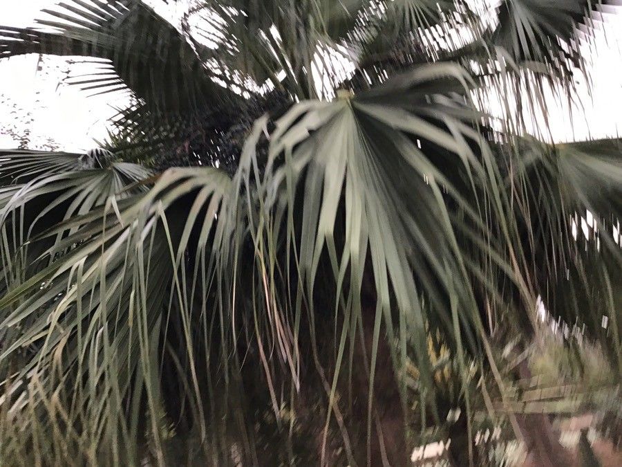 Latania lontaroides — unique fruits houseplant