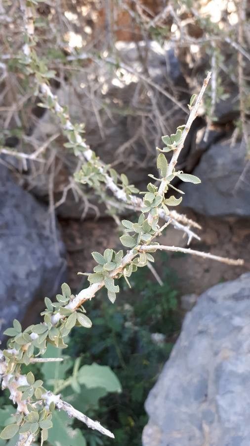 Grewia picta — search result for 'Grewia'