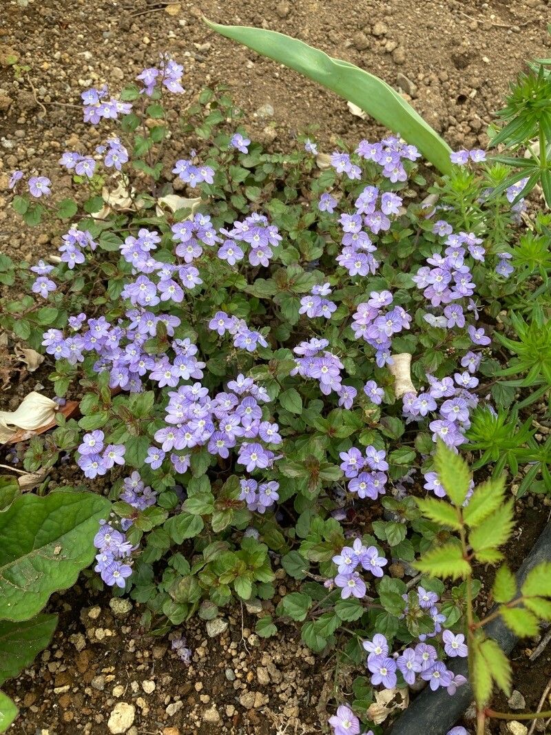 Veronica petraea habit