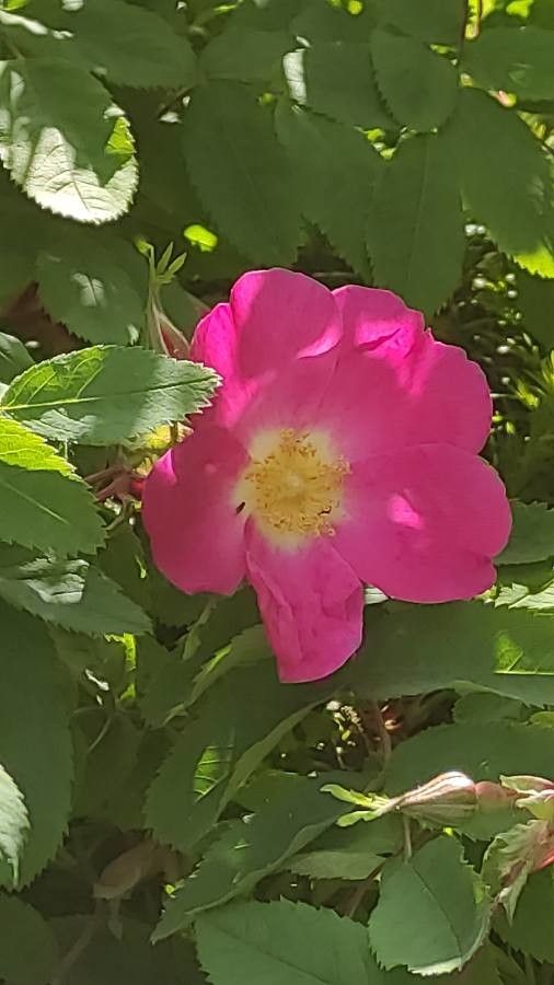 Rosa multibracteata flower