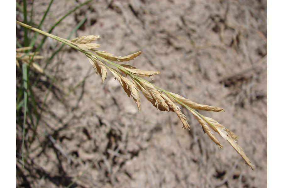 Distichlis spicata fruit