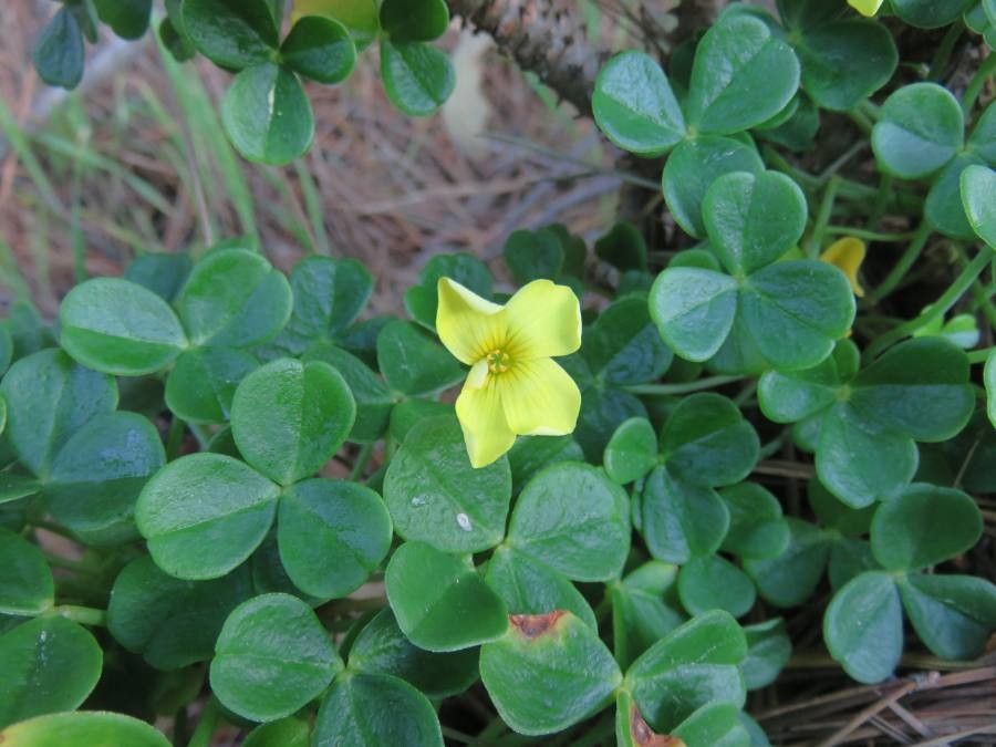 Oxalis megalorrhiza flower