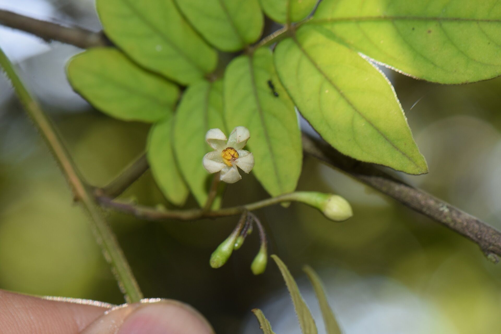 Solanum skutchii flower