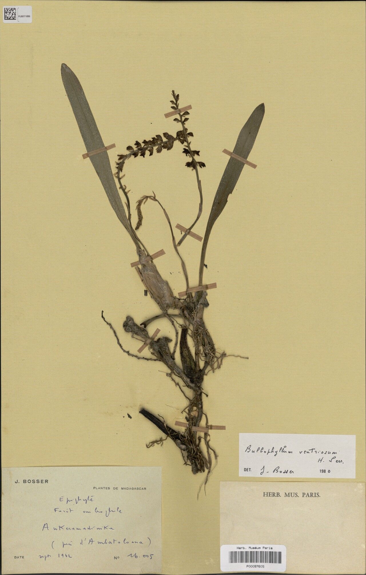 Bulbophyllum ventriosum — houseplant care guide