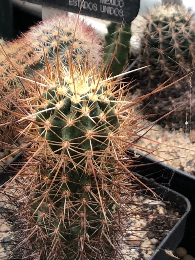 Echinocereus engelmannii — search result for 'Echinocereus'