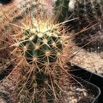 Echinocereus engelmannii