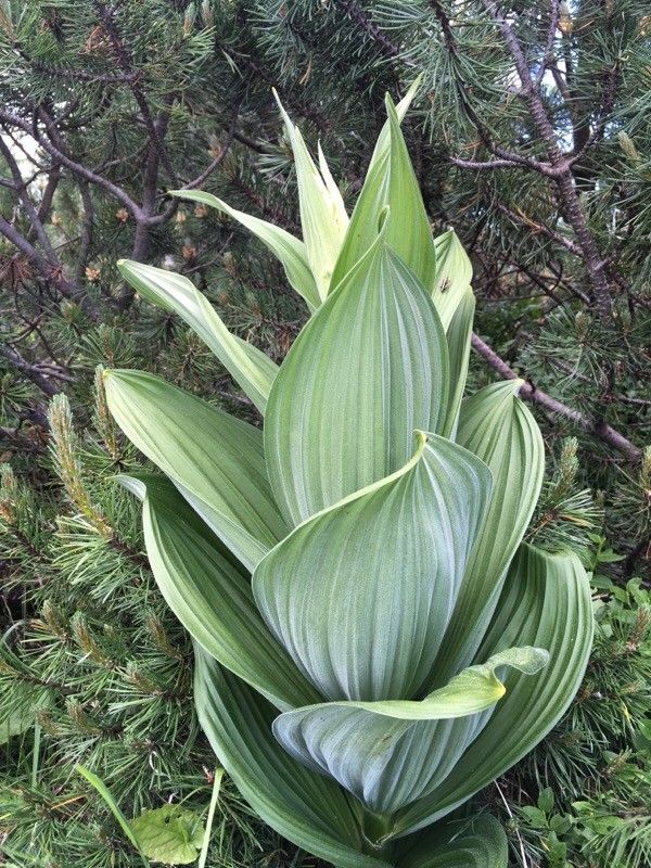 Veratrum album