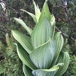 Veratrum album