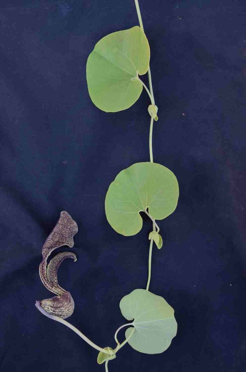 Aristolochia labiata leaf
