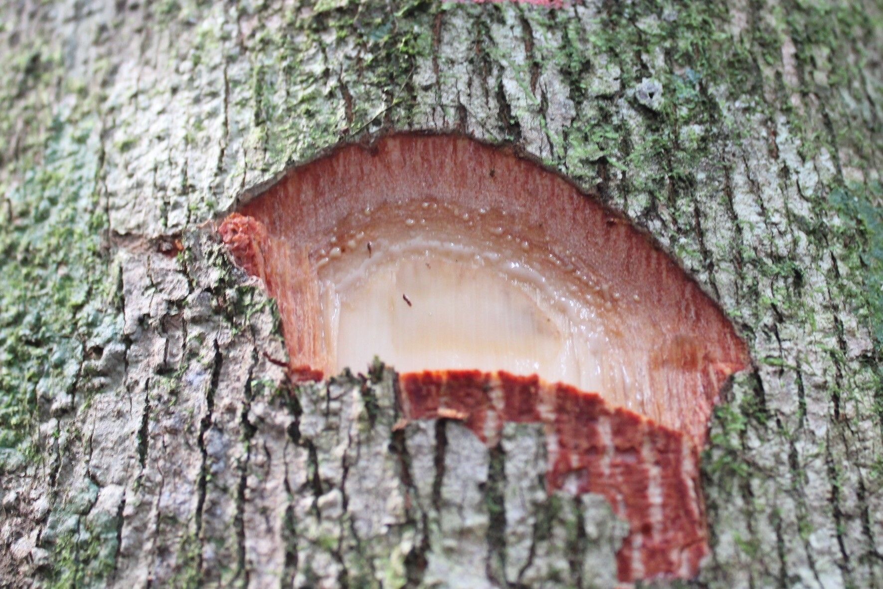 Leplaea thompsonii bark