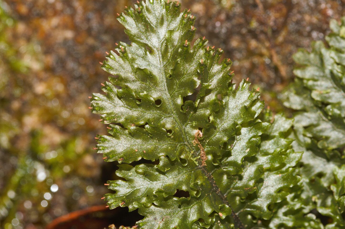 Trichomanes arbuscula — houseplant care guide