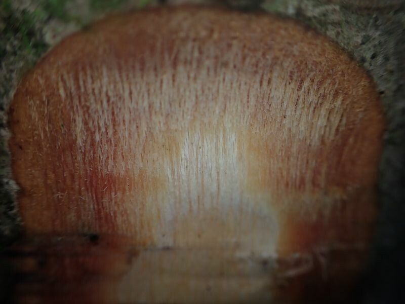 Xylopia quintasii bark