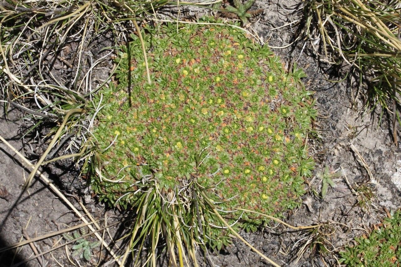 Azorella diapensioides habit