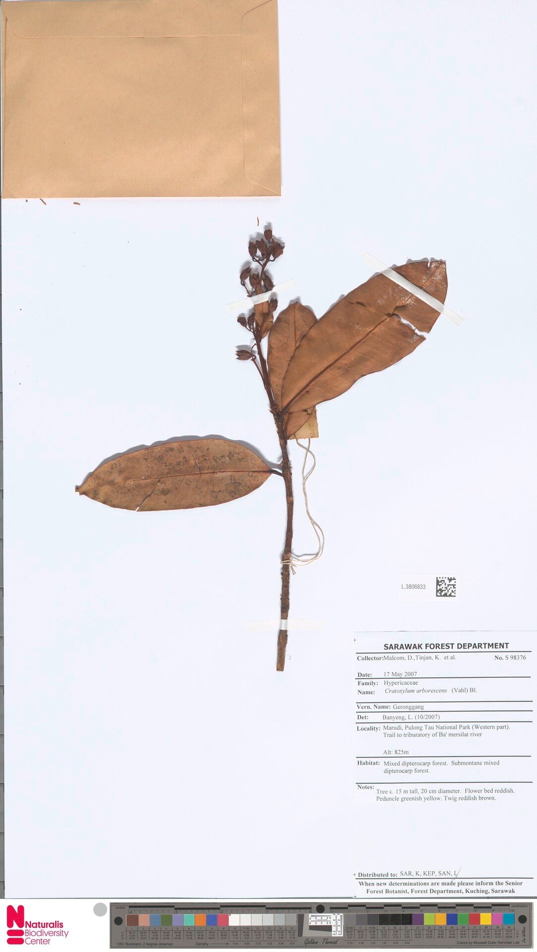 Cratoxylum arborescens — related species from the same genus