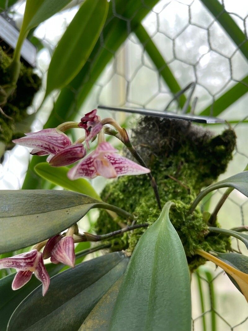 Bulbophyllum infundibuliforme flower