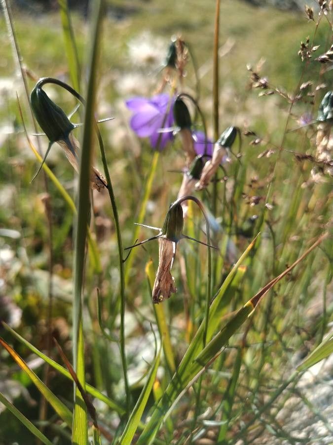 Campanula scheuchzeri fruit