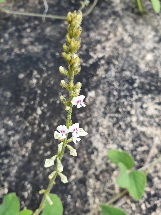 Neonotonia wightii flower