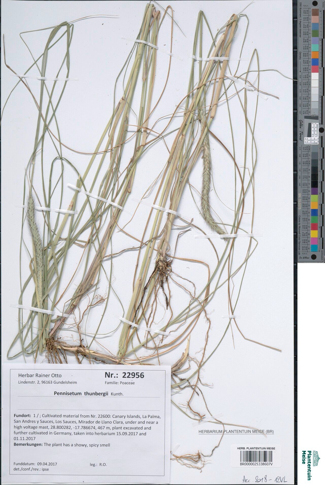 Cenchrus geniculatus — houseplant care guide