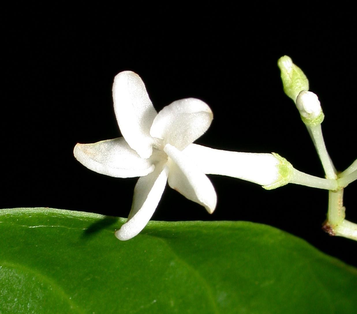 Rauvolfia purpurascens flower