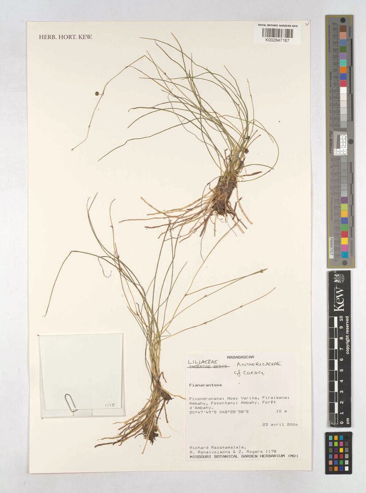 Caesia subulata — related species from the same genus