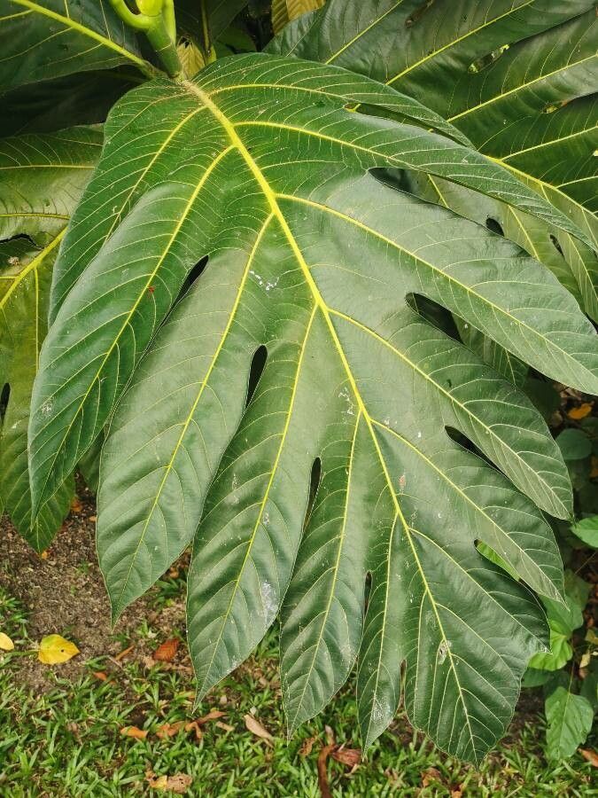 Artocarpus camansi — related species from the same genus