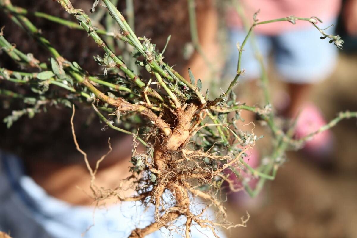 Polygonum equisetiforme bark
