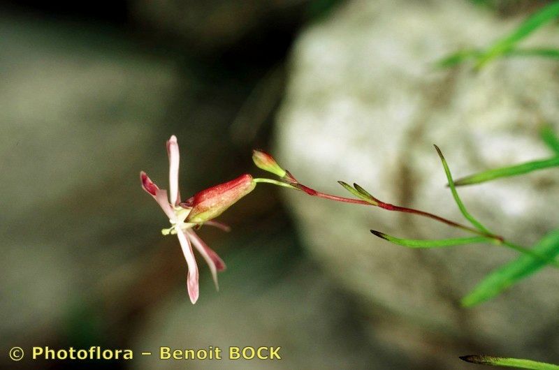 Silene campanula other