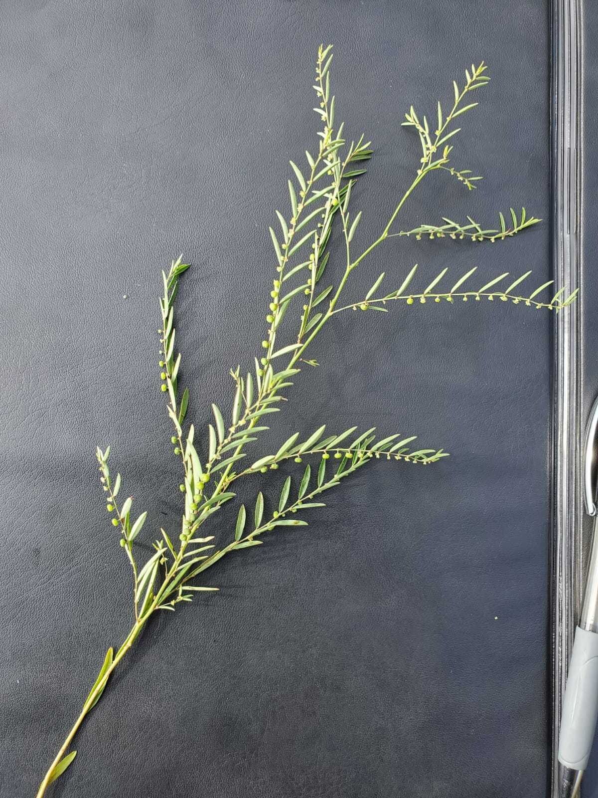 Phyllanthus pentandrus — houseplant care guide