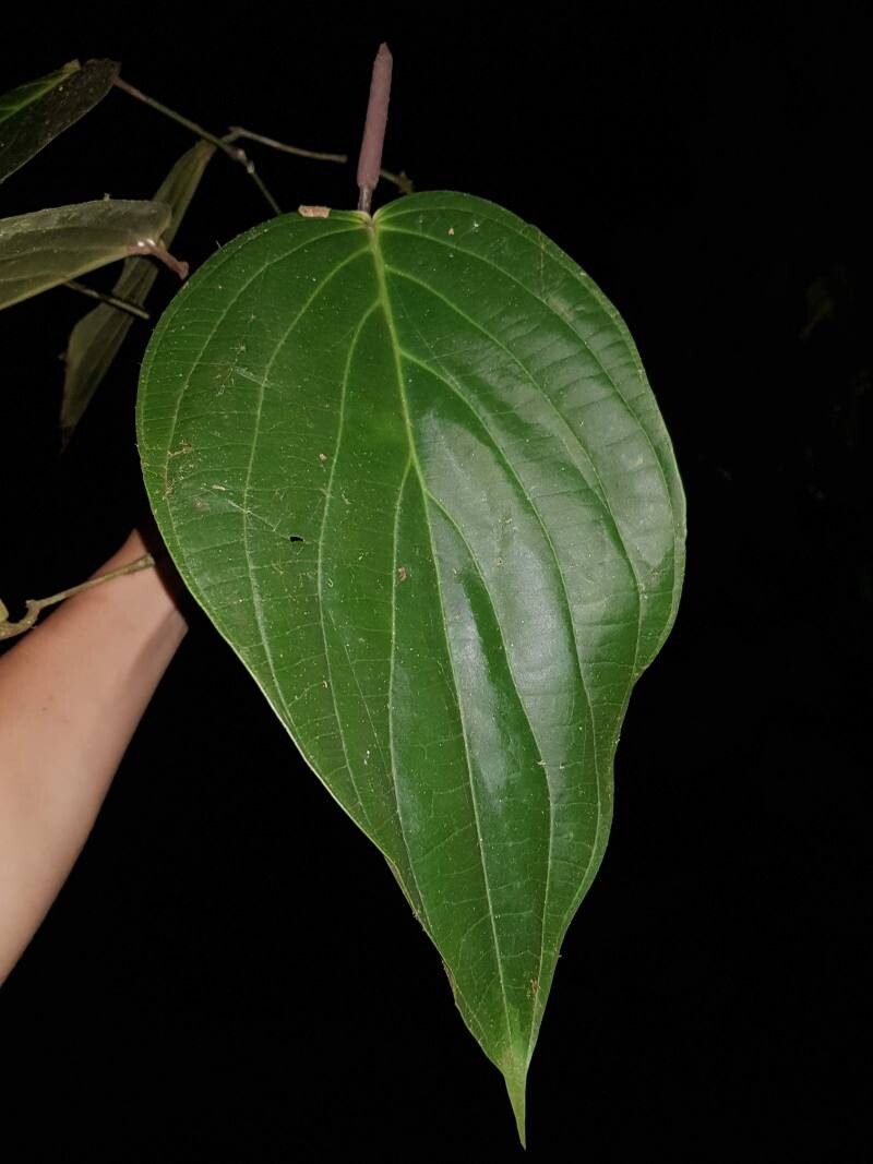 Piper concepcionis — houseplant care guide