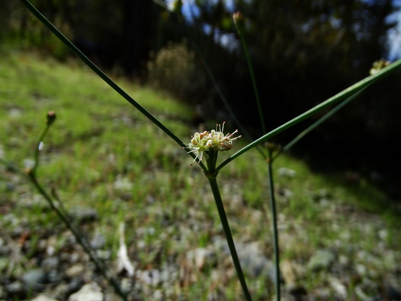 Eriogonum nudum habit