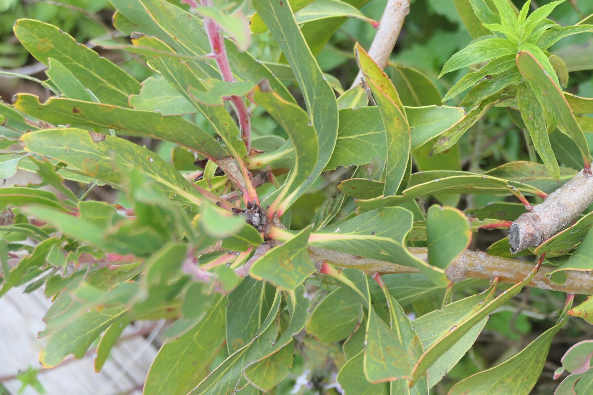 Protea obtusifolia — search result for 'Protea'